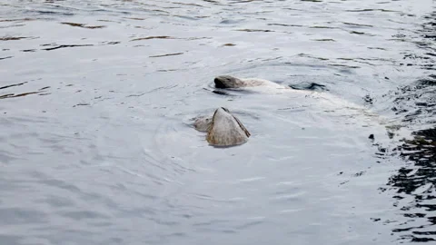 A group of seals in waters of L'Oceanographic. Stock Footage 274206153