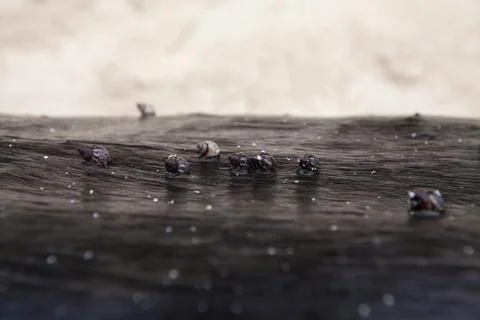 Group of seashell is walking slowly on timber on the beach. Stock Photos
