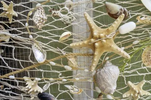 Group of seashells and a red starfish arranged on a flat surface. Creative Stock Photos