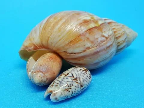 A group of seashells close-up on a blue background. Stock Photos