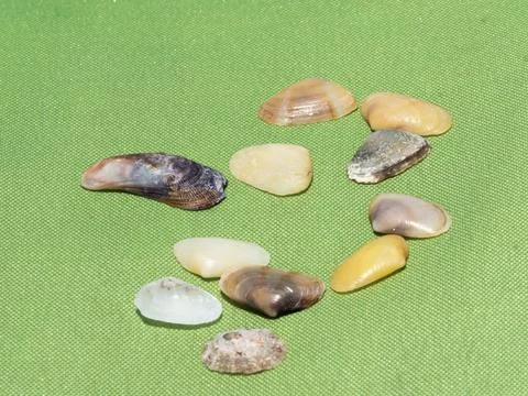 Group of seashells isolated on a green background. Stock Photos