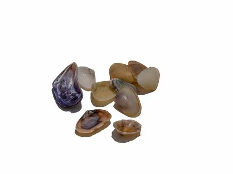 Group of seashells isolated on a white background. Stock Photos