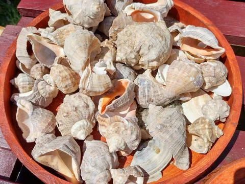 Group of seashells - natural Stock-Fotos