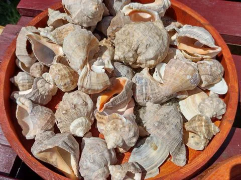 Group of seashells - natural 库存照片