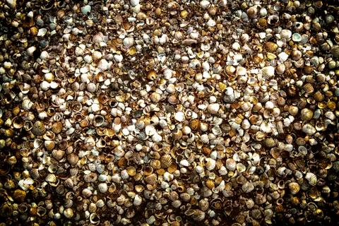 Group of seashells Stock-Fotos