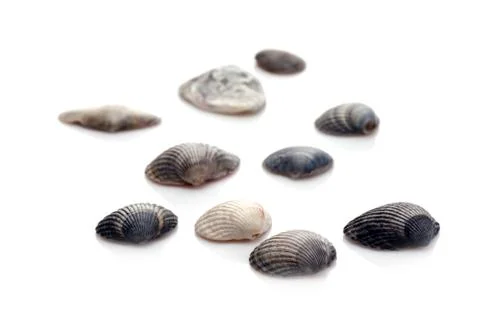 Group of seashells Foto stock