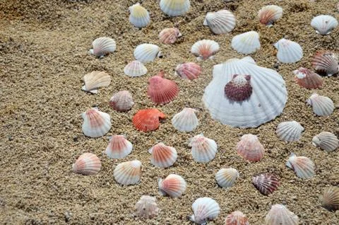 Group of Seashells on a Sandy Beach Stock Photos