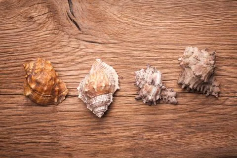 Group of seashels Stock Photos