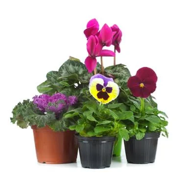 Group of seedlings Stock Photos