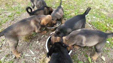 A group of seven homeless, multi-colored, cute, beautiful puppies Stock Footage 229485369