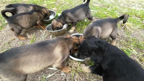 A group of Seven multi-colored cute beautiful puppies eating greedily Stock Footage 209139809