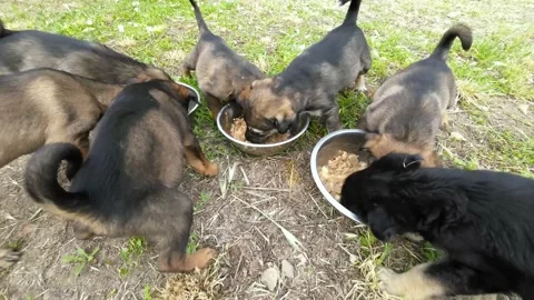 A group of Seven multi-colored cute beautiful puppies eating greedily Stock Footage 211964961