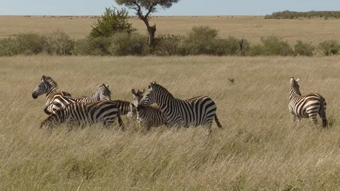 A group of seven zebras graze in the savannah on a windy day Stock Footage