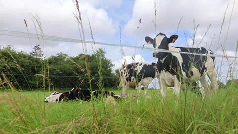 Group Of Several Cows Behind A Fence With Grass In The Foreground Stock Footage 305426625