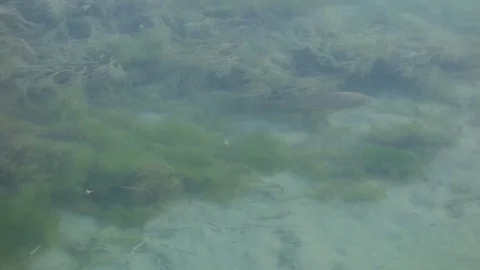 A group of several fish by the river Stock Footage 76840994