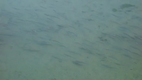 A group of several fish by the river Stock Footage 76841057