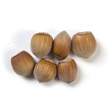 Group of several hazelnuts on a light background Stock Photos