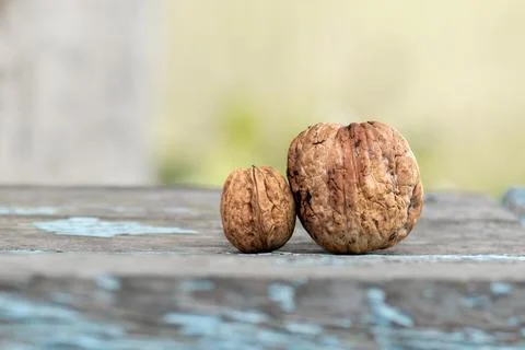 A group of several walnuts of different sizes. Stock Photos