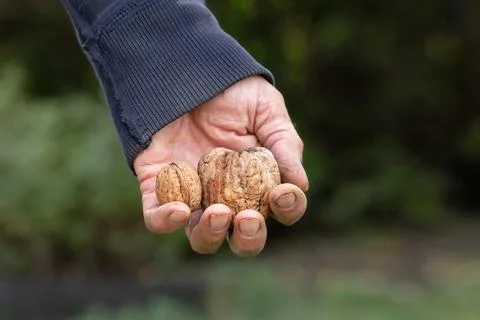 A group of several walnuts of different sizes. Stock Photos