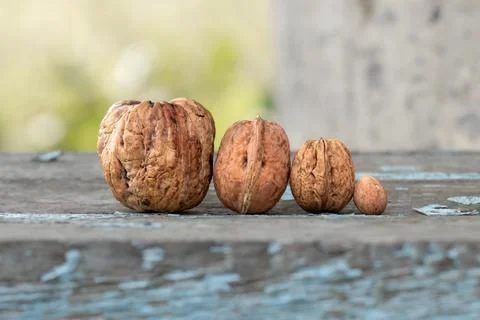 A group of several walnuts of different sizes.Varieties of walnuts. Stock Photos