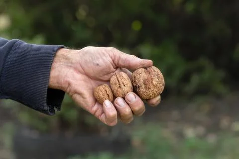 A group of several walnuts of different sizes.Varieties of walnuts. Stock Photos