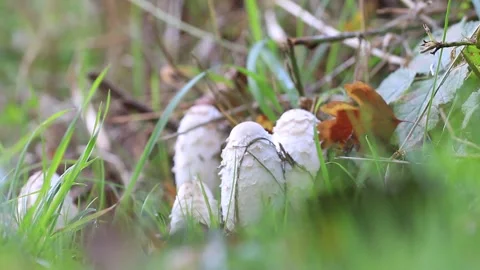 A group of Shaggy mane (Coprinus comatus) mushrooms Stock Footage 234744771