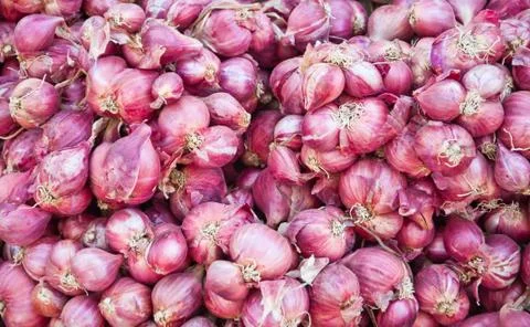 Group of shallot Foto stock