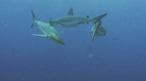 Group of sharks in current, UltraHD underwater shot, Palau 動画素材 47117389