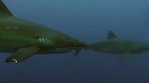Group of sharks Video stock 42900986