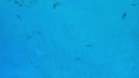A group of sharks in the sea Stock Footage 164985691