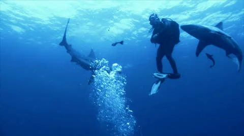 Group of sharks surround scubadiver 스톡 동영상 22536710