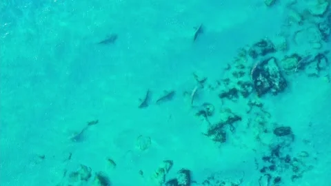 A group of sharks swim Stock Footage 164987468