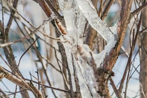 A group of sharp bright white transparent icicles is on the gray and orange Fotos Stock