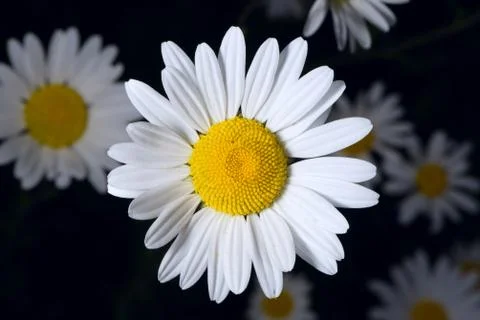 Group of shasta daisies on a dark background Stock Photos