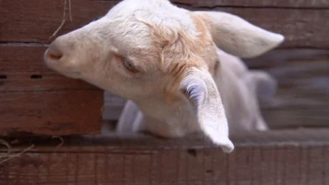 A group of sheep and lambs get grazed on fresh green meadow or field. Stock Footage 117353364