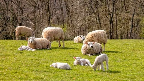 Group of sheep and lambs in spring sunshine, The Cotswolds, England Stock Photos