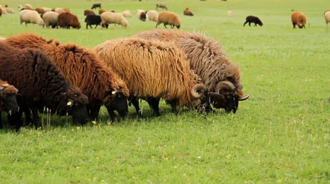 Group of sheep and rams gazing on a pasture Stock Footage 33877945