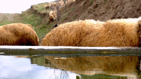 A group of sheep are drinking from a trough. Stock Footage 292033289