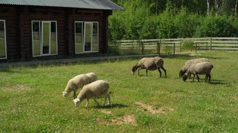 A group of sheep are grazing in a field next to a farm. Stock Footage 341351124