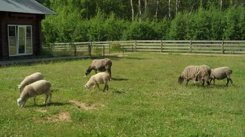 A group of sheep are grazing in a field next to a farm. Stock Footage 341351178