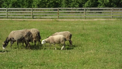 A group of sheep are grazing in a field next to a farm. Stock Footage 341351180