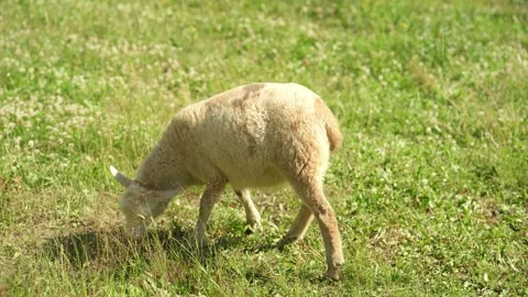 A group of sheep are grazing in a field next to a farm. Stock Footage 341351185