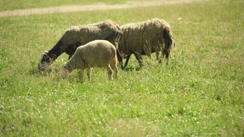 A group of sheep are grazing in a field next to a farm. Stock Footage 341351436