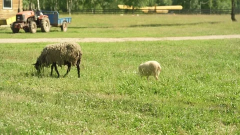A group of sheep are grazing in a field next to a farm. Stock Footage 341351470