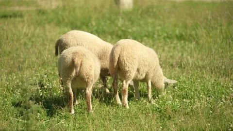 A group of sheep are grazing in a field next to a farm. Stock Footage 341351478