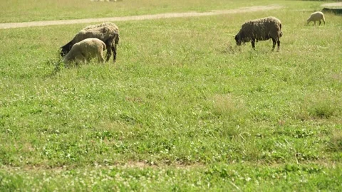 A group of sheep are grazing in a field next to a farm. Stock Footage 341351599