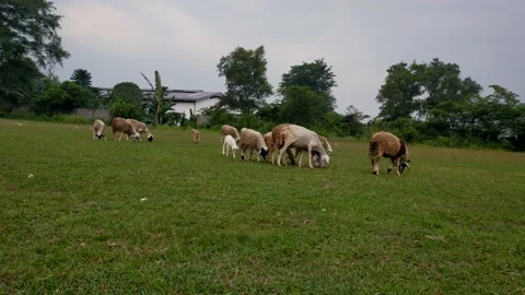 A group of sheep are looking for food in the meadow Stock Footage 215748423