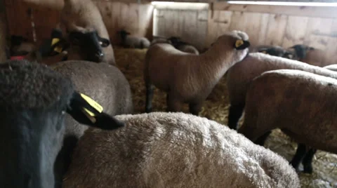 Group of sheep in a barn Stock Footage 37650079