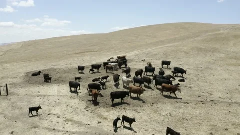 A group of sheep in a desert Stock Footage 155394392