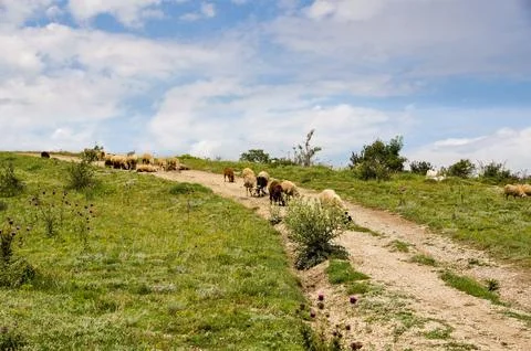 A group of sheep on a dirt road. Stock Photos